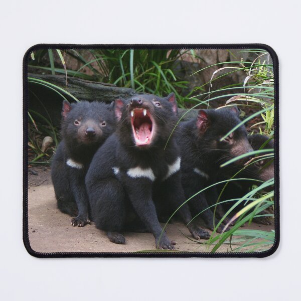 Item preview, Tasmanian devils at the zoo, Australia designed and sold by FranWest.