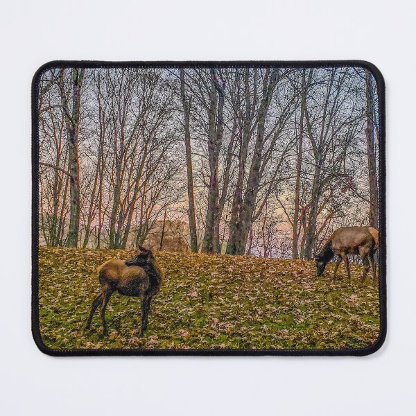 Item preview, Moonrise Kingdom (Elk on the Road Near Great Smoky Mountains National Park, North Carolina, Elk 1 of 2), Personal Photography Collection designed and sold by Rex Wyld.