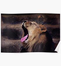Lion, Lion Head Poster