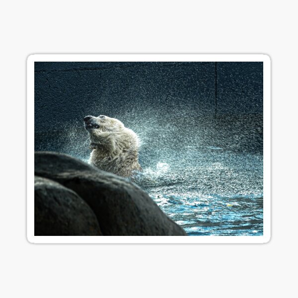 Polar Bear Splash, Shake and Spray Sticker