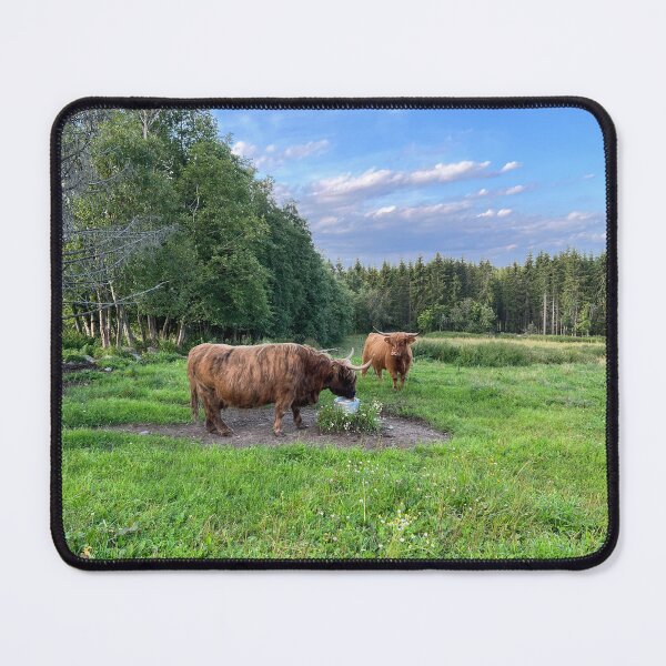 Item preview, Scottish Highland Cattle Cow drinking 4025 designed and sold by SaarelaHighland.