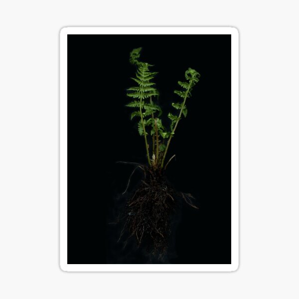 Item preview, Fern designed and sold by Gabriele Maurus.