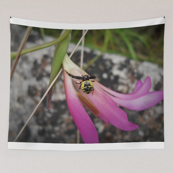 Item preview.