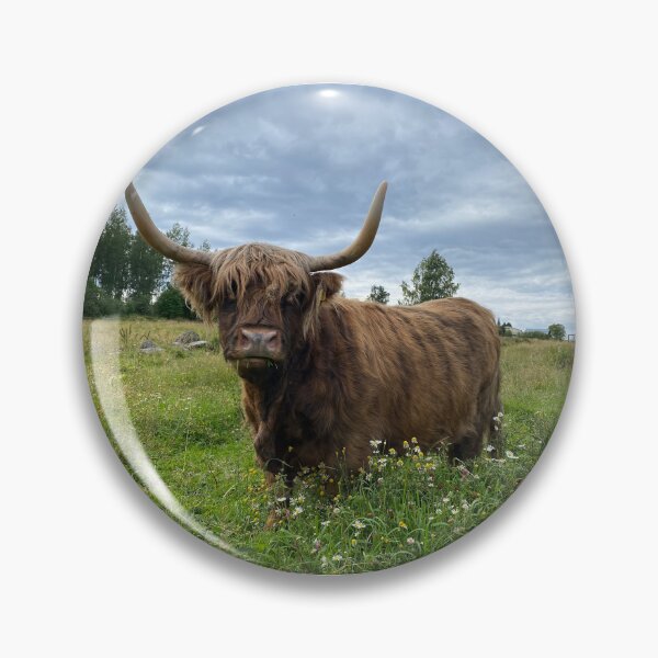 Item preview, Scottish Highland Cattle Brindle Cow 4032 designed and sold by SaarelaHighland.
