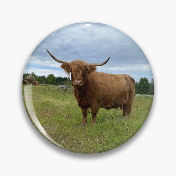 Item preview, Scottish Highland Cattle Cow 4033 designed and sold by SaarelaHighland.