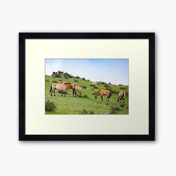 Aperçu de l'œuvre Cheval de Przewalski, Parc National de Hustai, Mongolie créée et vendue par Sascha Fonseca.