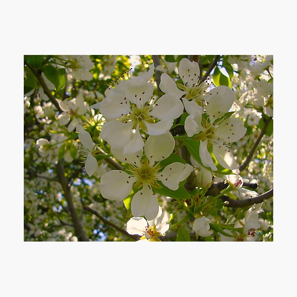 Item preview, Blossoms designed and sold by Shemj.