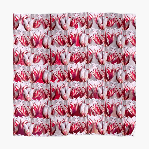 Regalos y productos: Tulipanes Rojos Y Blancos | Redbubble