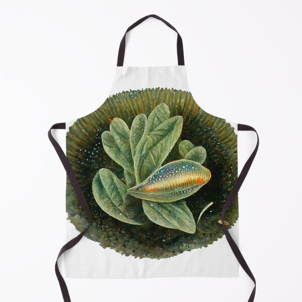Item preview, Aquamundi designed and sold by Fantasiarium.