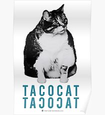 Fat Cat - Taco Cat - Blue Cat Poster