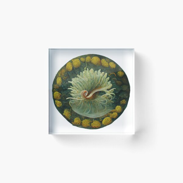 Item preview, Aquamundi designed and sold by Fantasiarium.