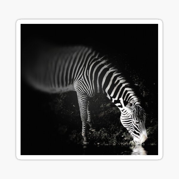Zebra at Night Sticker