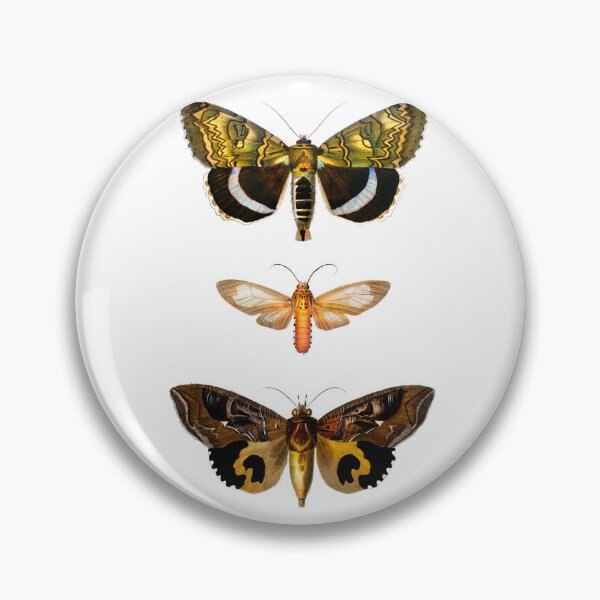Item preview, Moths (1892) - Biological Illustration designed and sold by SALON DES ARTS.