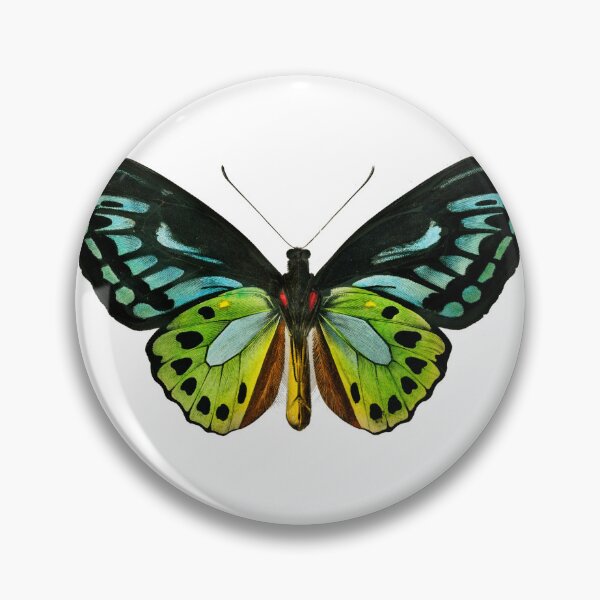 Item preview, Butterfly (1892) - Biological Illustration designed and sold by SALON DES ARTS.