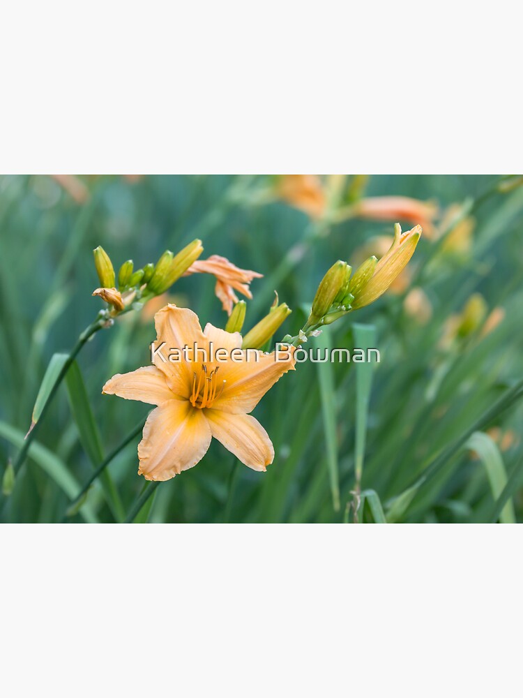 Orange Daylily Bloom with Buds by KathleenBowman