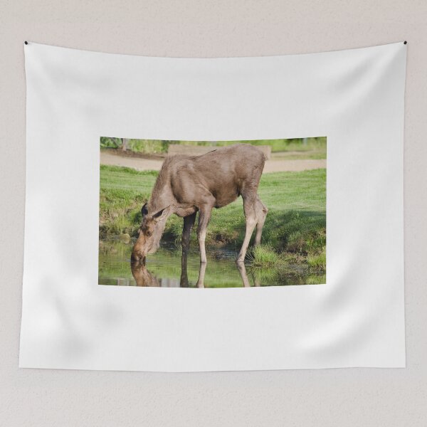 Item preview, Young moose designed and sold by raymona pooler.