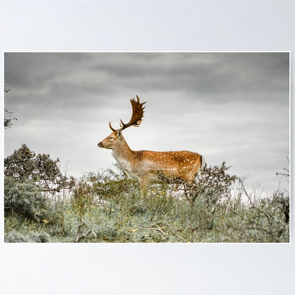 Fallow deer with large antlers, The Netherlands Poster