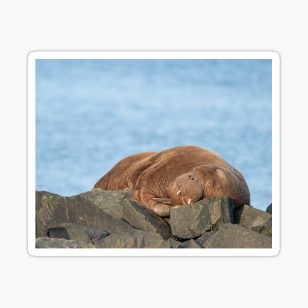 Item preview, Freya the Arctic Walrus  designed and sold by sheardphoto.