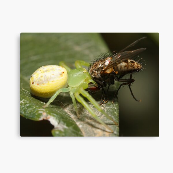 Lunch Canvas Print