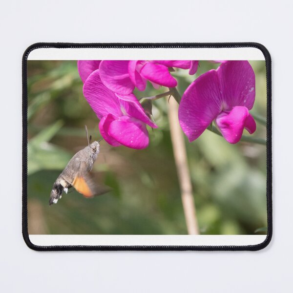 Item preview, Hummingbird Hawk Moth designed and sold by LaurenTucker.