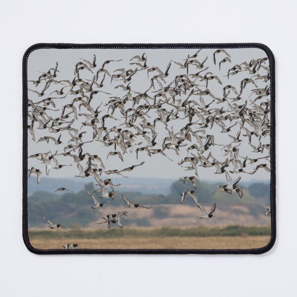 Item preview, Oystercatcher Flock designed and sold by LaurenTucker.