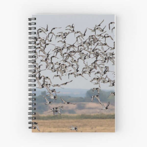 Item preview, Oystercatcher Flock designed and sold by LaurenTucker.