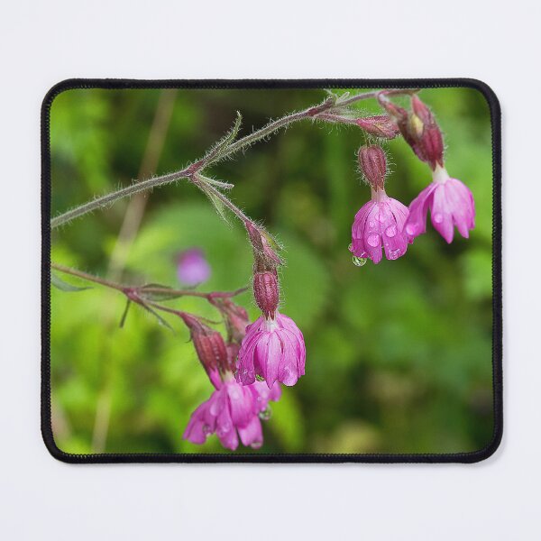 Item preview, Red Campion after rain designed and sold by Violaman.