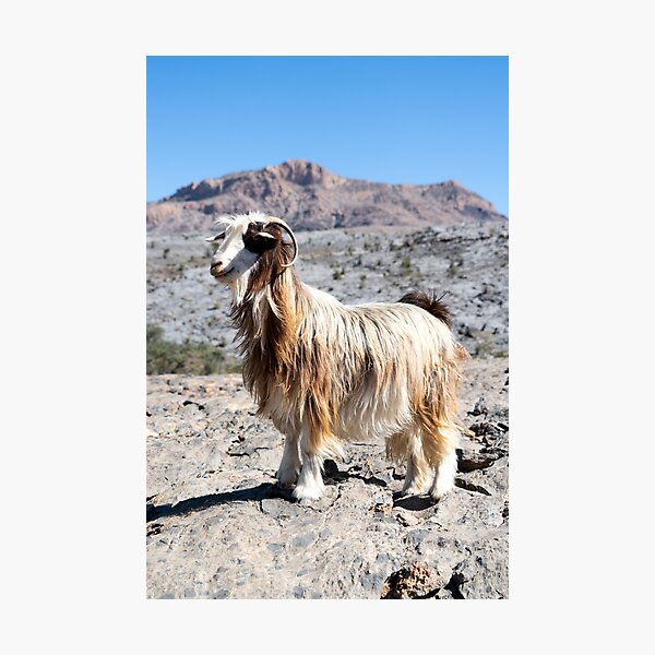 Long-haired mountain goat, Oman Photographic Print