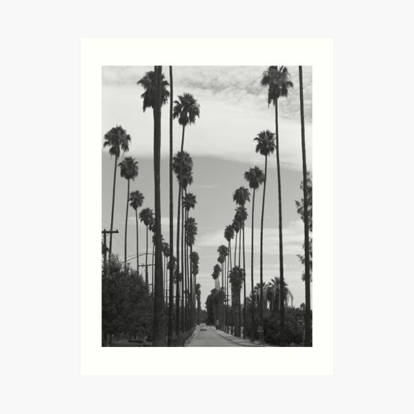Vintage Black & White California Palm Trees Photo Art Print