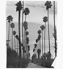 Vintage Black & White California Palm Trees Photo Poster