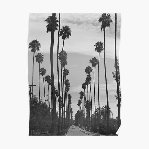 Vintage Black & White California Palm Trees Photo Poster