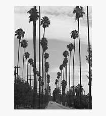 Vintage Black & White California Palm Trees Photo Photographic Print