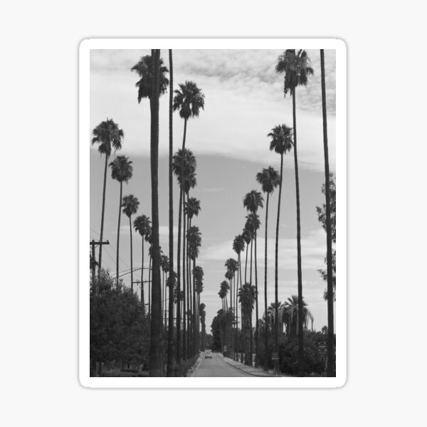 Item preview, Vintage Black & White California Palm Trees Photo designed and sold by BravuraMedia.