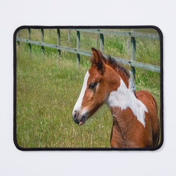 Item preview, FOAL IN HIS HABIT designed and sold by solgel47.