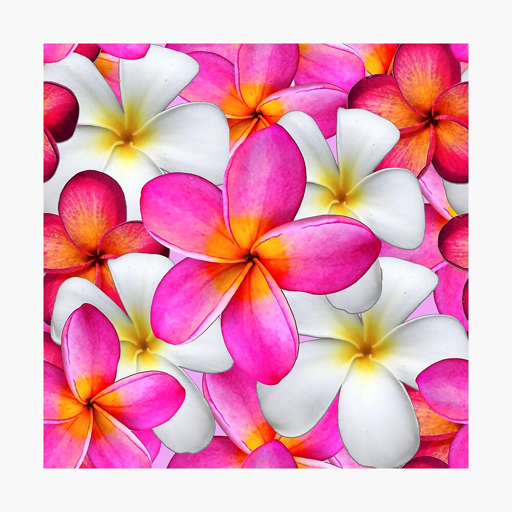 Hawaiian Shirt Big Plumeria Frangipani Holiday Sea Beach Pink