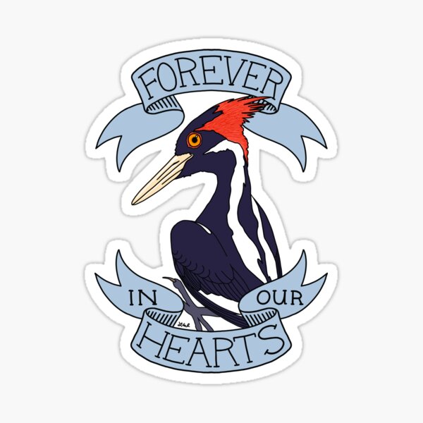 Item preview, Forever In Our Hearts (Ivory-billed Woodpecker) Full Color designed and sold by LauraWolfArtist.