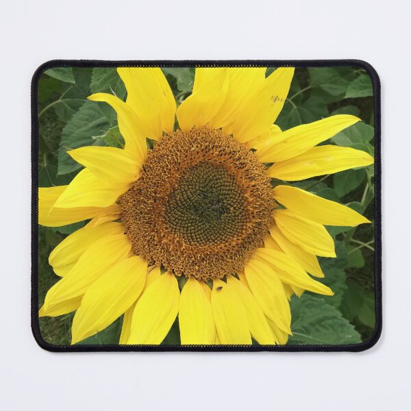 Item preview, Sunflower photograph designed and sold by esvb.