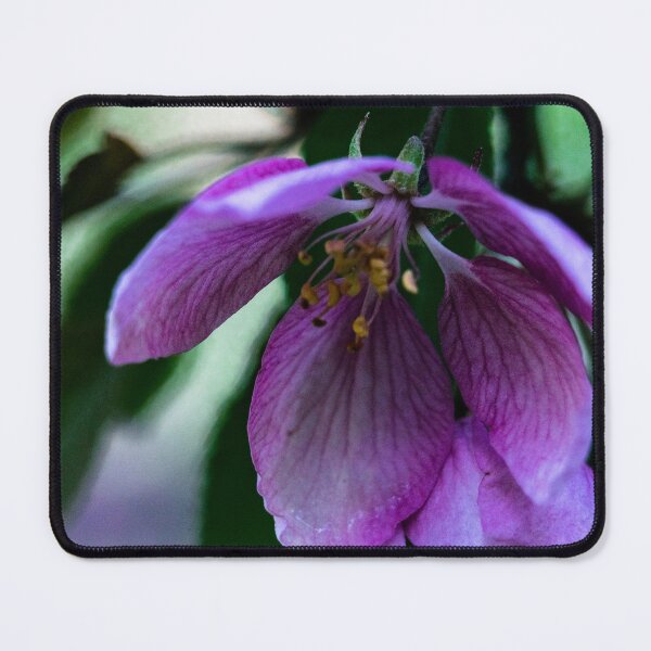 Item preview, Apple blossoms designed and sold by CanadianWild418.
