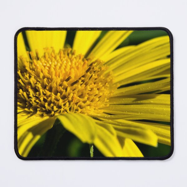 Item preview, Spring in bloom. designed and sold by CanadianWild418.