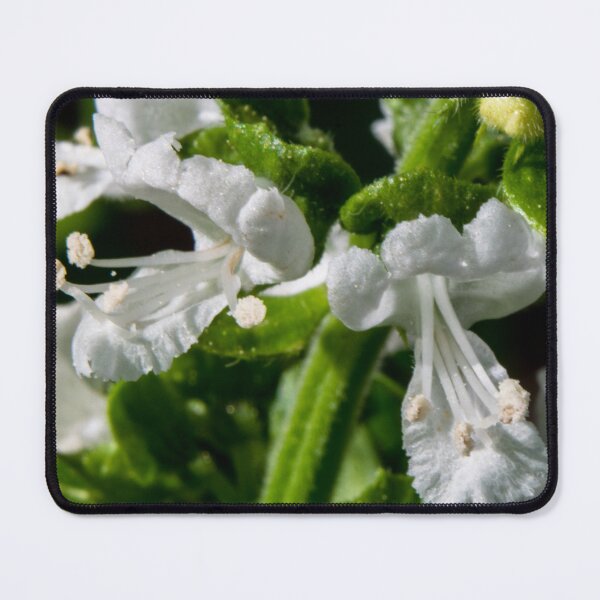 Item preview, Basil in macro designed and sold by CanadianWild418.