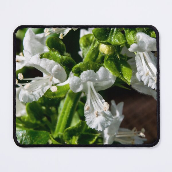 Item preview, Basil flowering designed and sold by CanadianWild418.