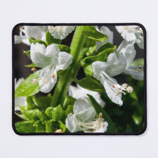 Item preview, Basil in bloom designed and sold by CanadianWild418.