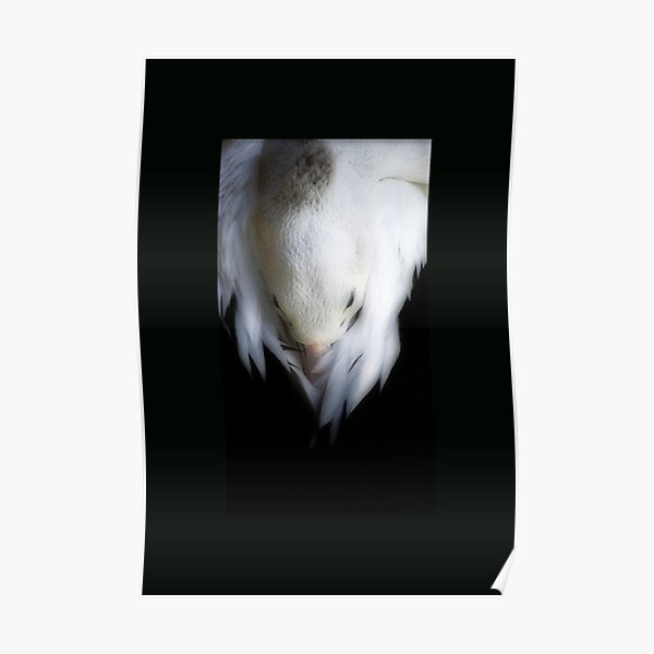 Pelican Dreaming Poster