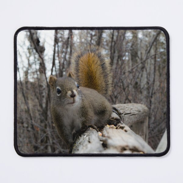 Item preview, Curious squirrel designed and sold by CanadianWild418.