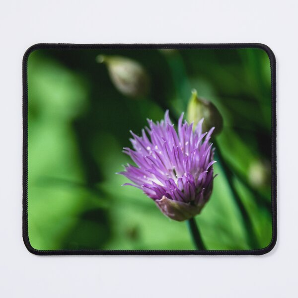 Item preview, Chive flower designed and sold by CanadianWild418.