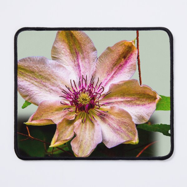 Item preview, Botanic splendour designed and sold by indiafrankk.