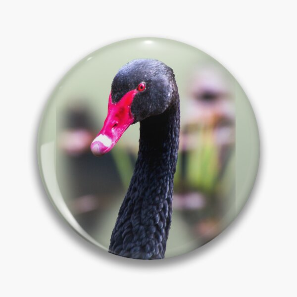 Item preview, Black swan designed and sold by indiafrankk.