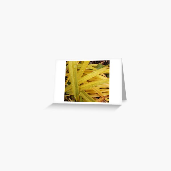 Yellow Raindrops Greeting Card