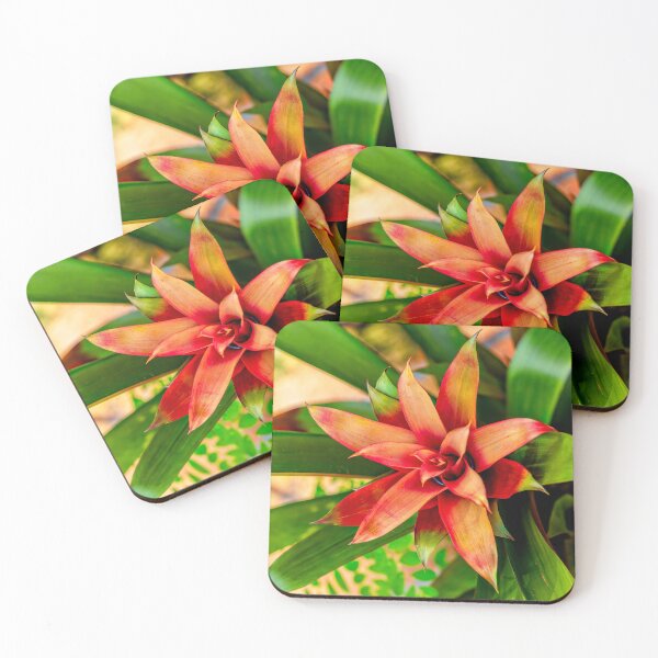 Item preview, The Bromeliad designed and sold by Kay Brewer.