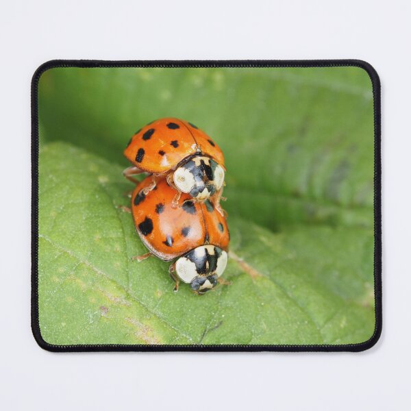 Item preview, Harmonia axyridis - Asian ladybeetle - mating on a leaf designed and sold by SDym Photography.
